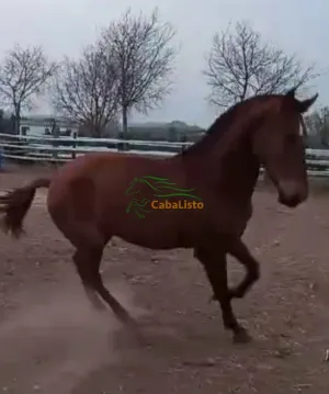 Potra pre alazana