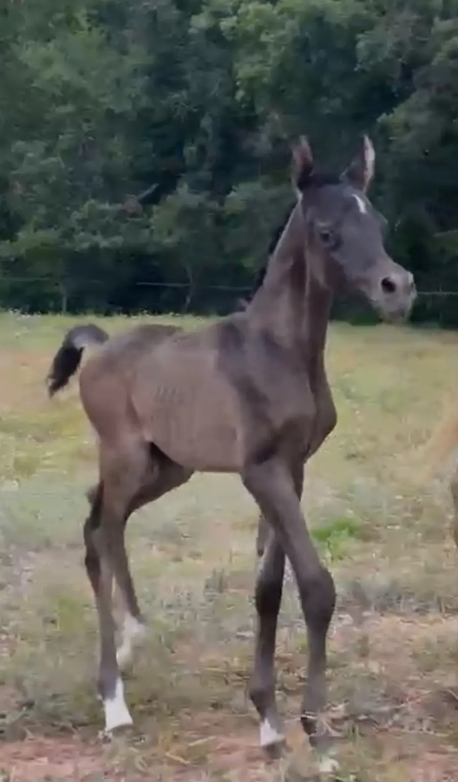 Potro árabe egipcio