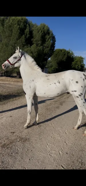Potro Pony D Appaloossa