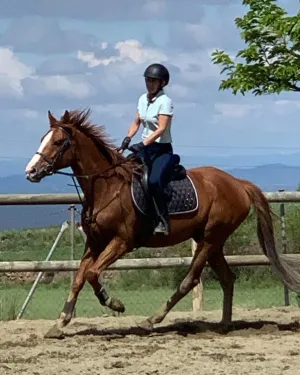 Caballo pura samgre ingled