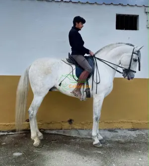 P.R.E. Muy noble entero +39-3288627144🇮🇹