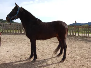 SE VENDE CABALLO