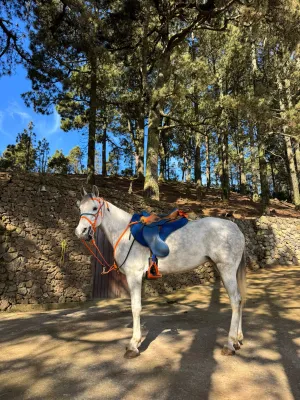 Se vende yegua pura raza arabe
