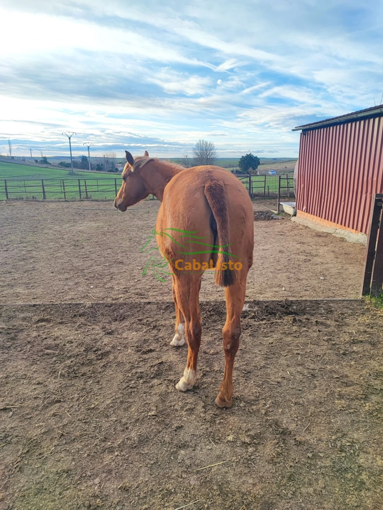 Potra árabe, alazana