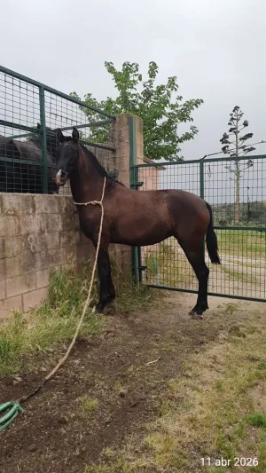 Yegua negra PRE 3 años