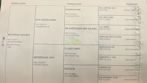 Se vende potra Hispano-árabe 50%