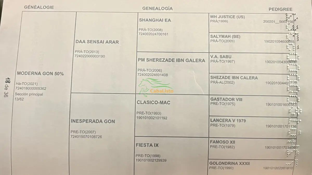Se vende potra Hispano-árabe 50%