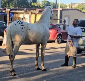 Potro appaloosa ojos azules súper barroco 18 meses