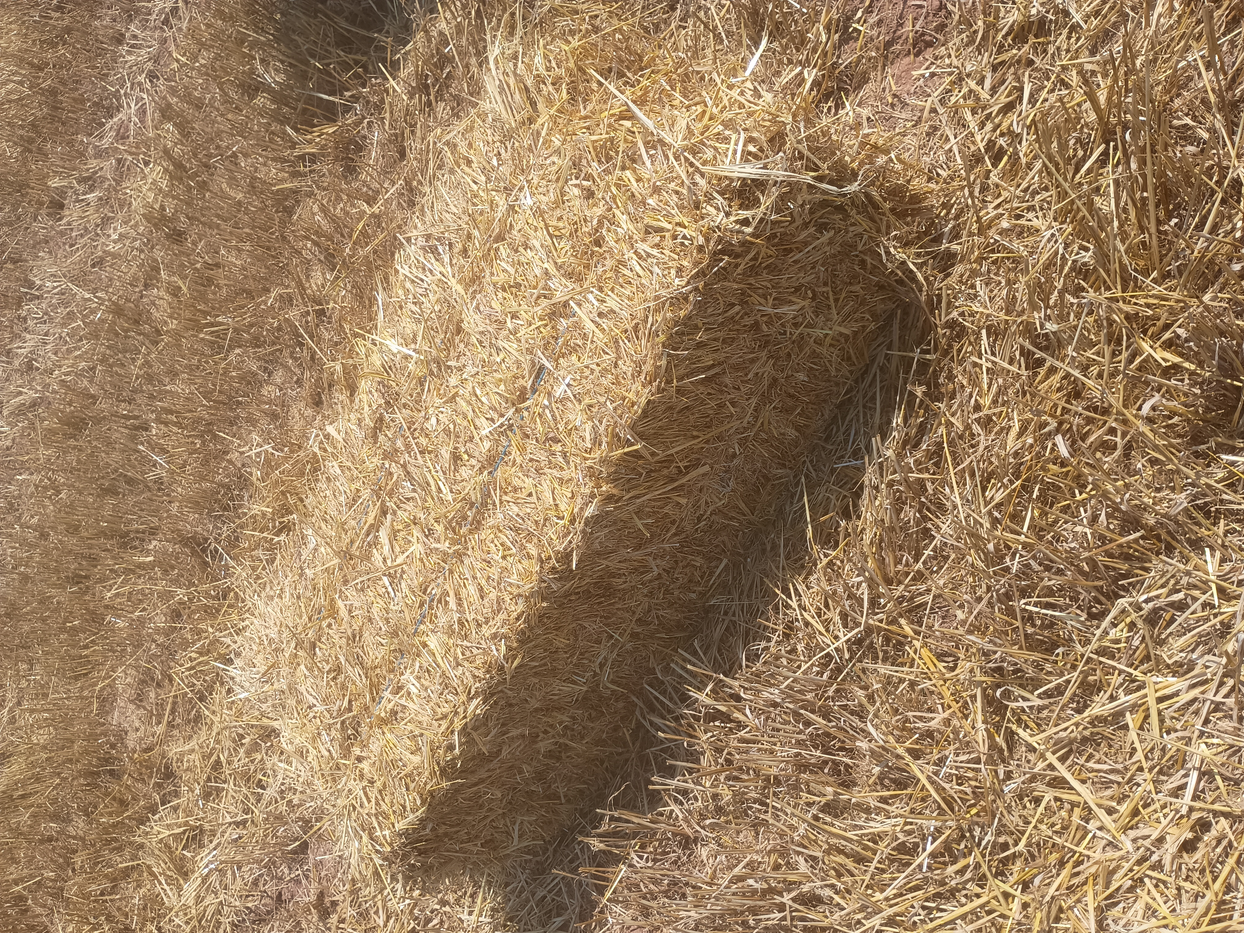 ALPACA PEQUEÑA DOS CUERDAS , PAJA DE CEBADA Y TRIGO