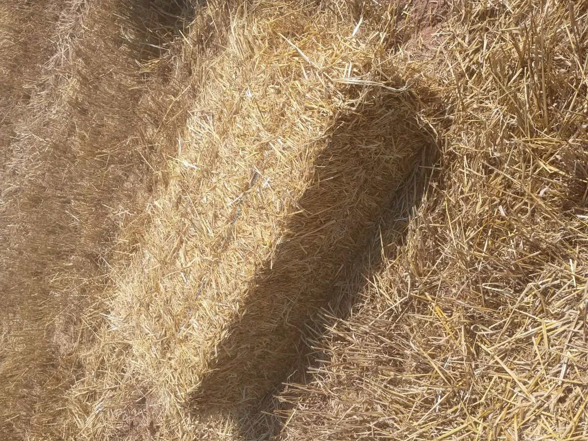 ALPACA PEQUEÑA DOS CUERDAS , PAJA DE CEBADA Y TRIGO