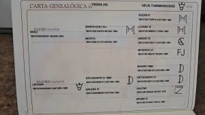 Yegua de cria