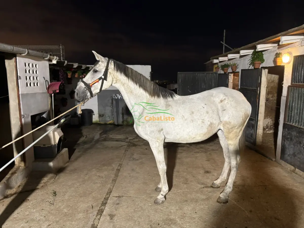 Se vende yegua pre con pasaporte,muy noble montada y enganchada con 1.70. Más información al privado.