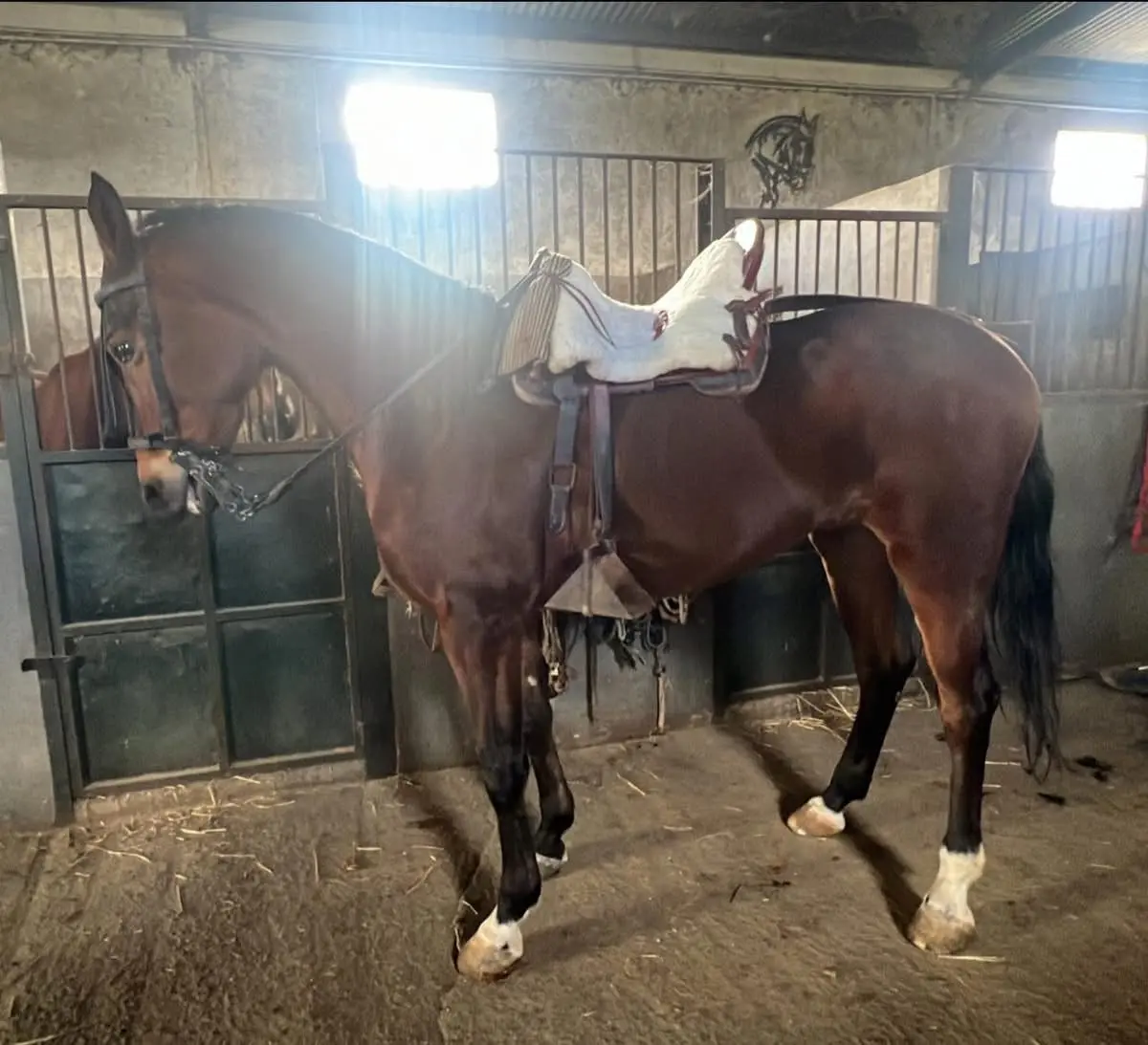 Se vende Caballo 3 sangres castaño con 11 años