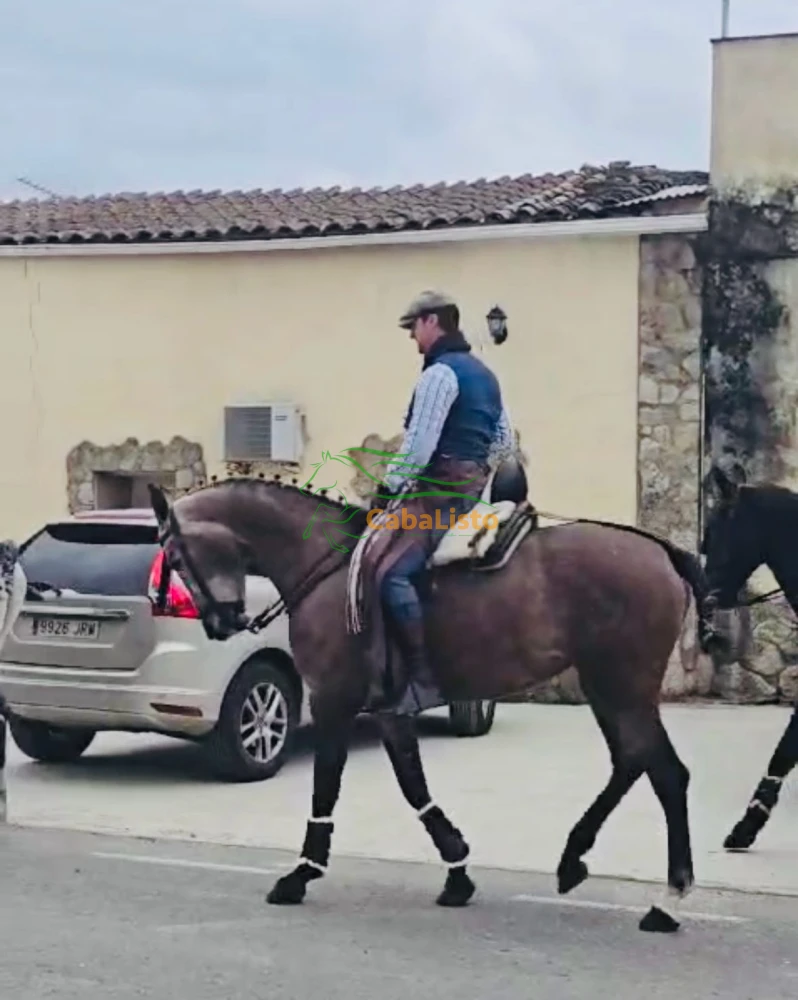 Potra arreglada en vaquera con 1.66 hispanorabe con carta hierro de clemente torda vinosa y amparando haciendo acoso y derribo