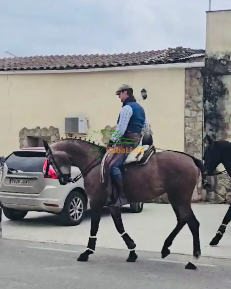 Potra arreglada en vaquera con 1.66 hispanorabe con carta hierro de clemente torda vinosa y amparando haciendo acoso y derribo