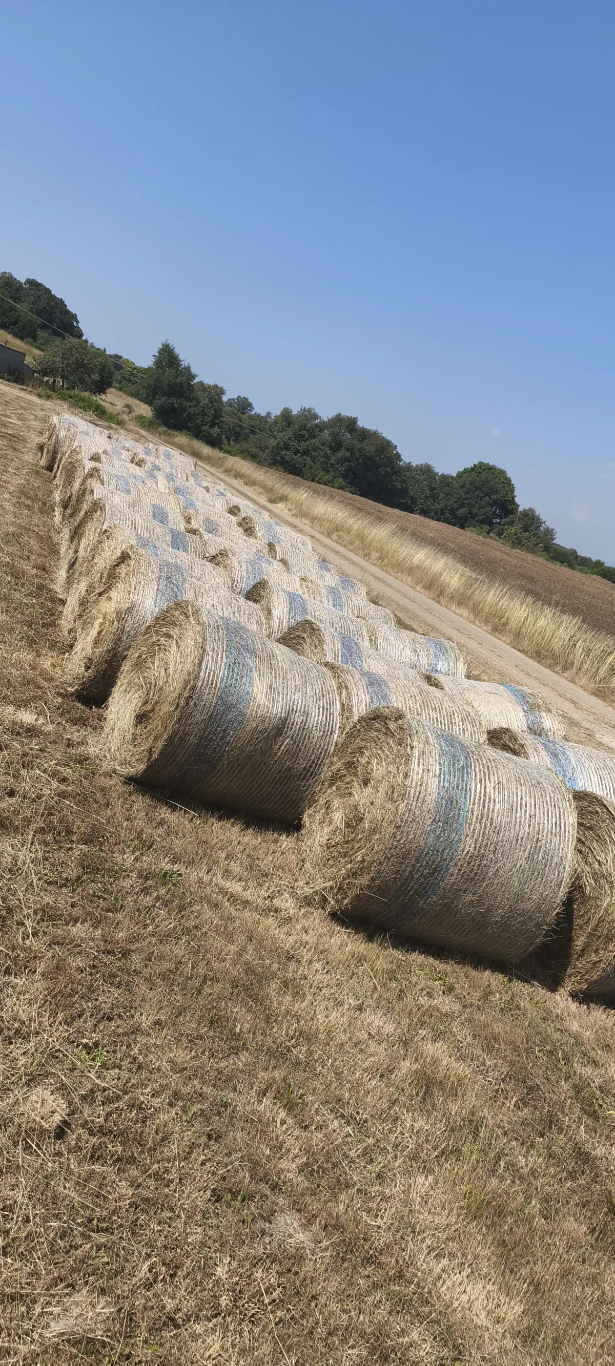 Rollos de hierba seca