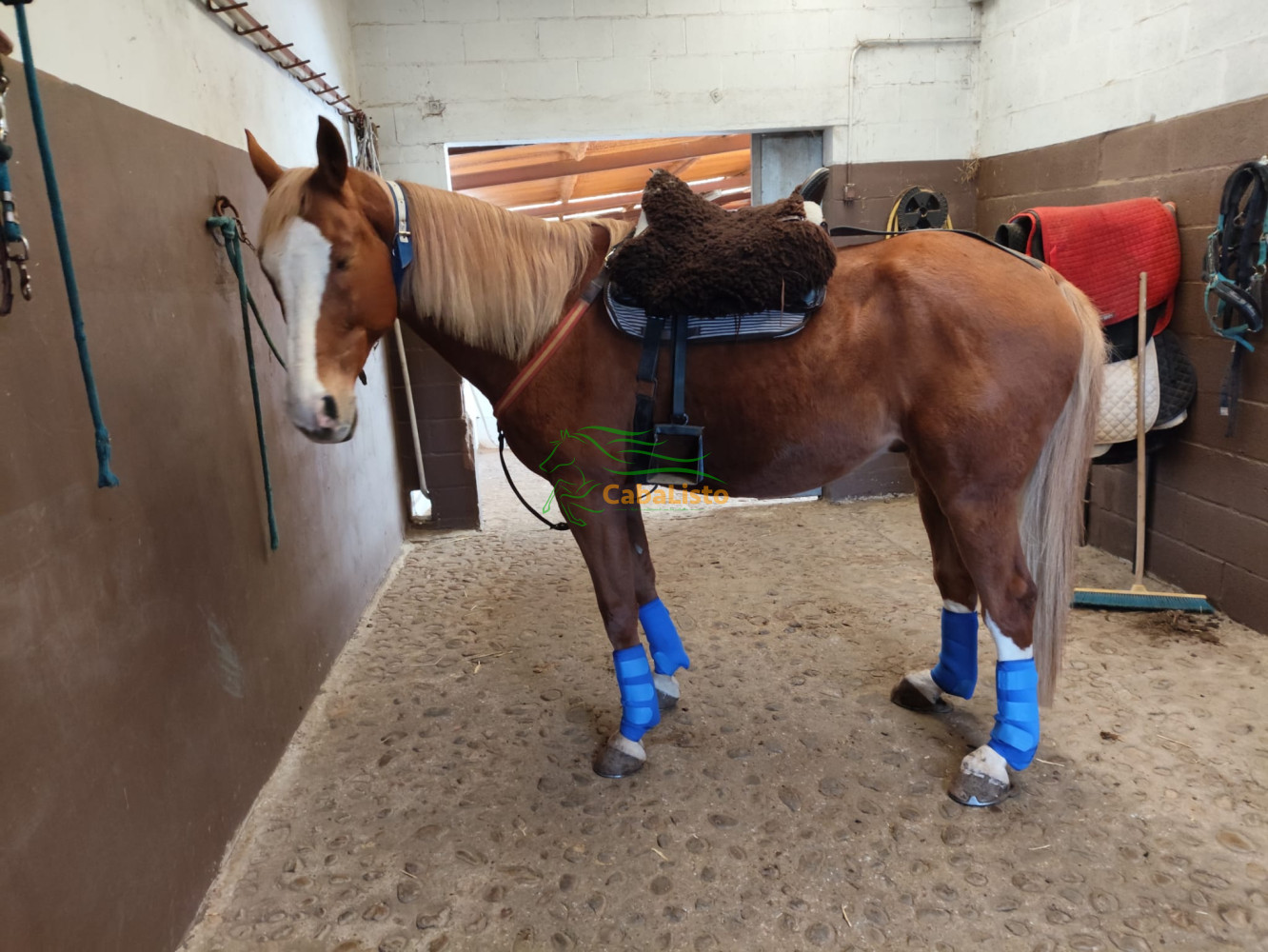 Caballo CDE dorado a prueba de bombas en venta - Perfecto para paseos y romerías