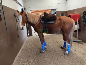 Caballo CDE dorado a prueba de bombas en venta - Perfecto para paseos y romerías