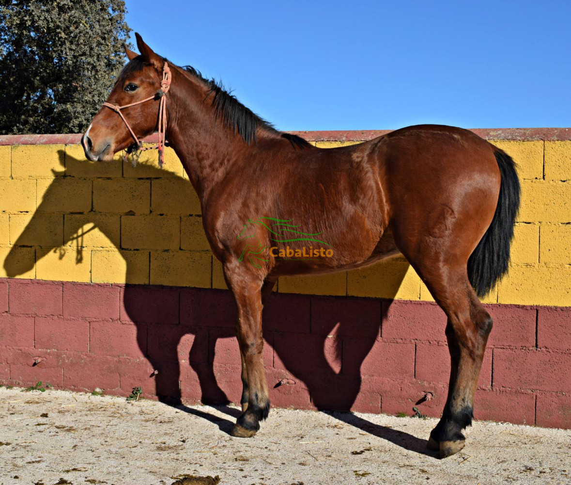 En venta potro español