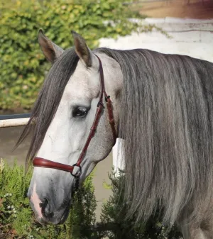 Un caballo castrado