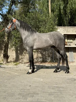 Potro 30 meses