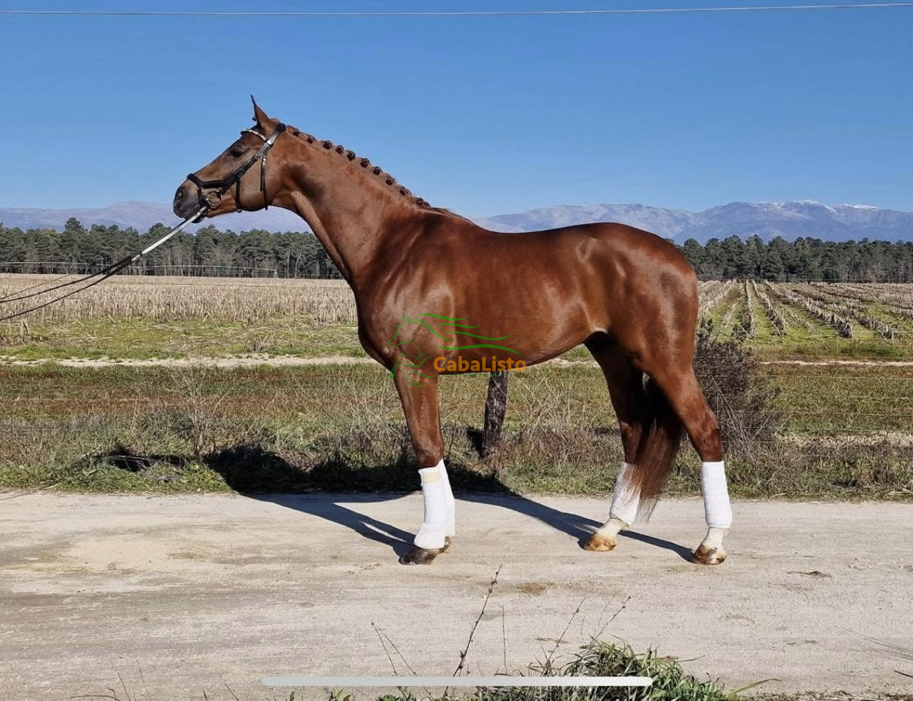 Gran potro con papeles CDE