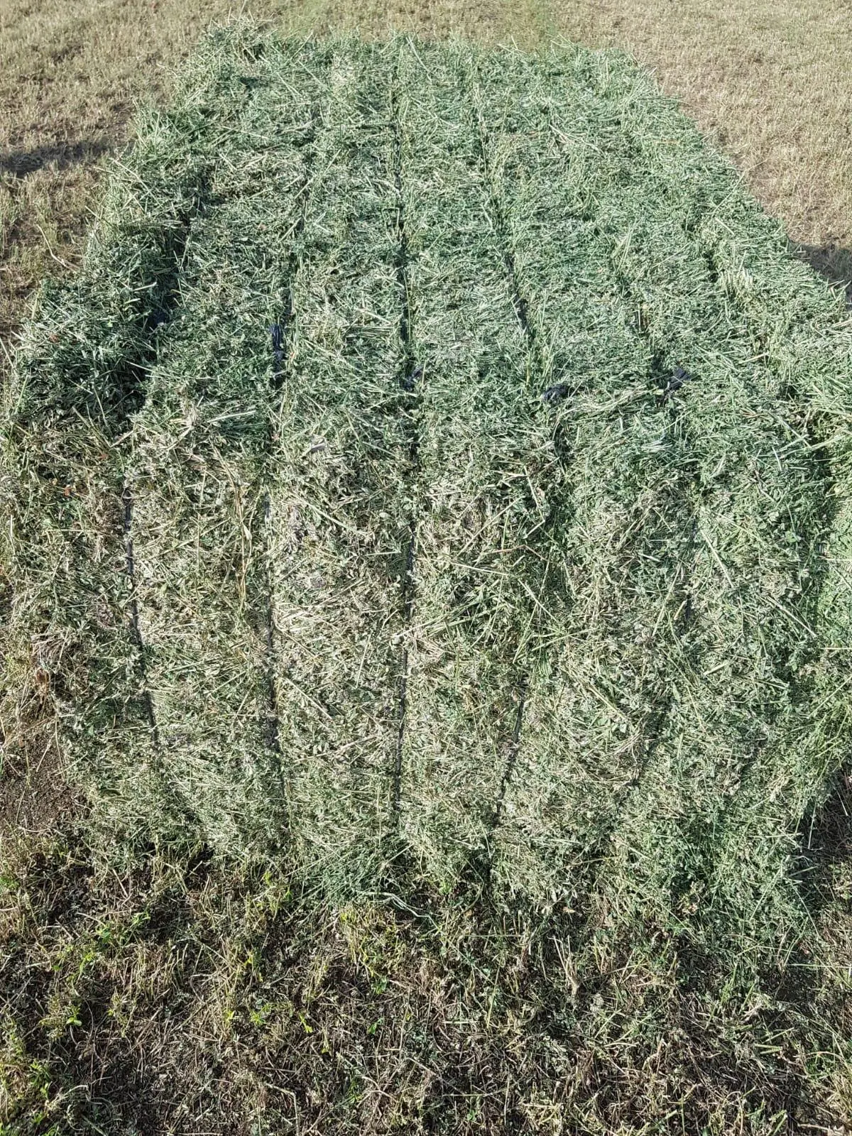 Heno y alfalfa de cordoba