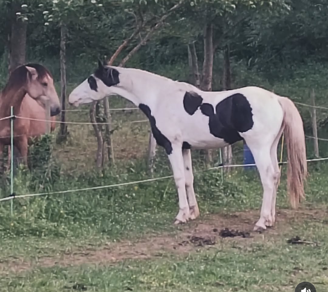 Semental Barock pinto