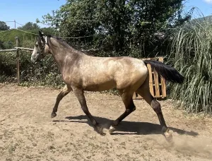 Potra Lusitana
