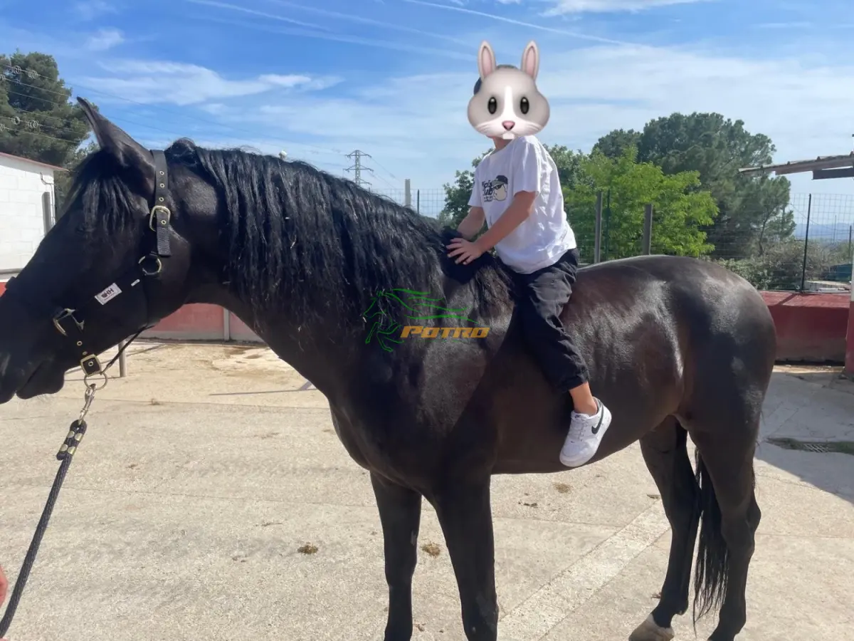 Caballo PRE Negro