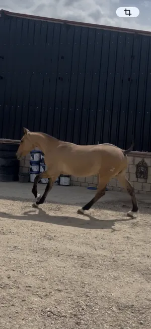 caballo cruzado , capa bayo, edad 1 año , entero , con los 3 aires correctos