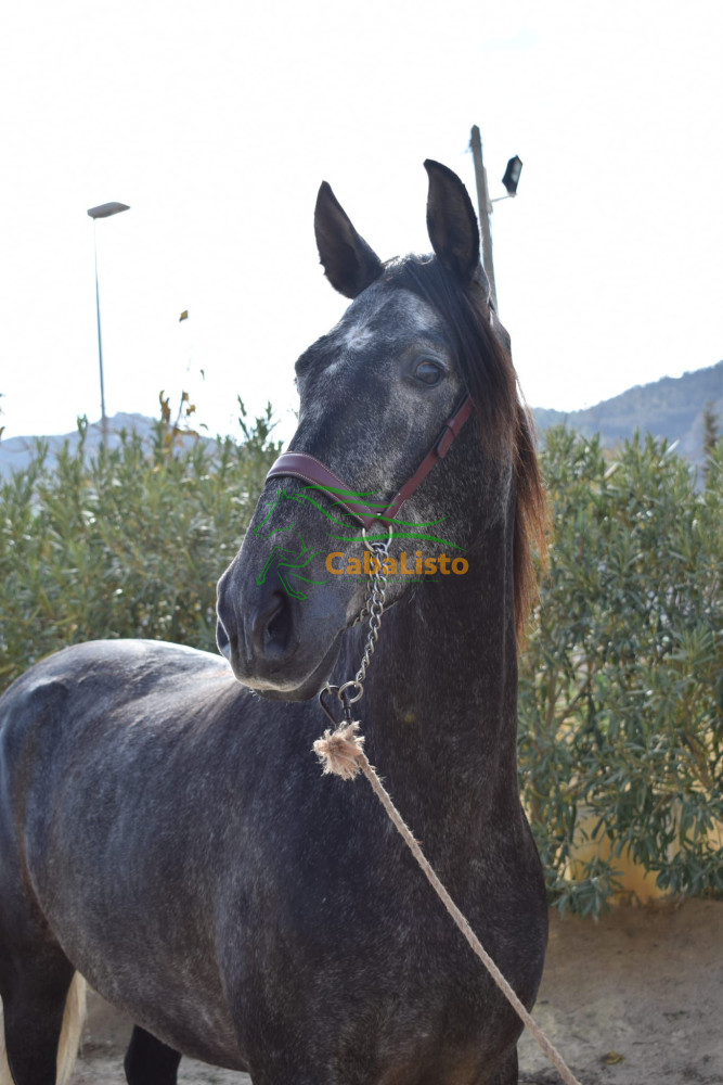 Increíble yegua 4 años