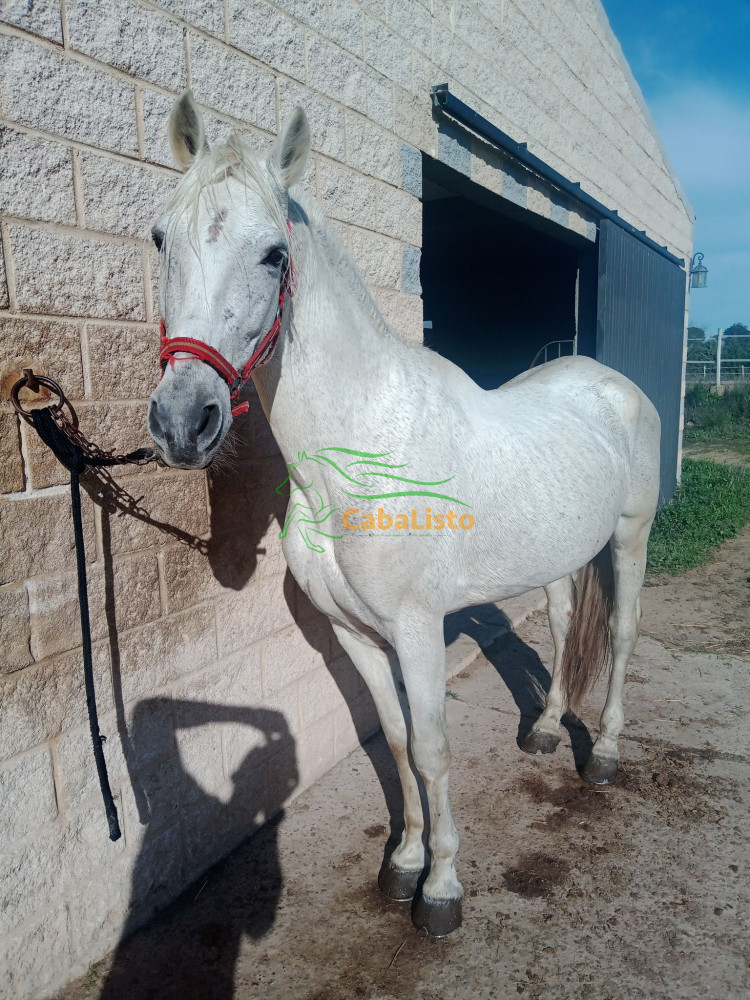 Se Vende Caballo PRE