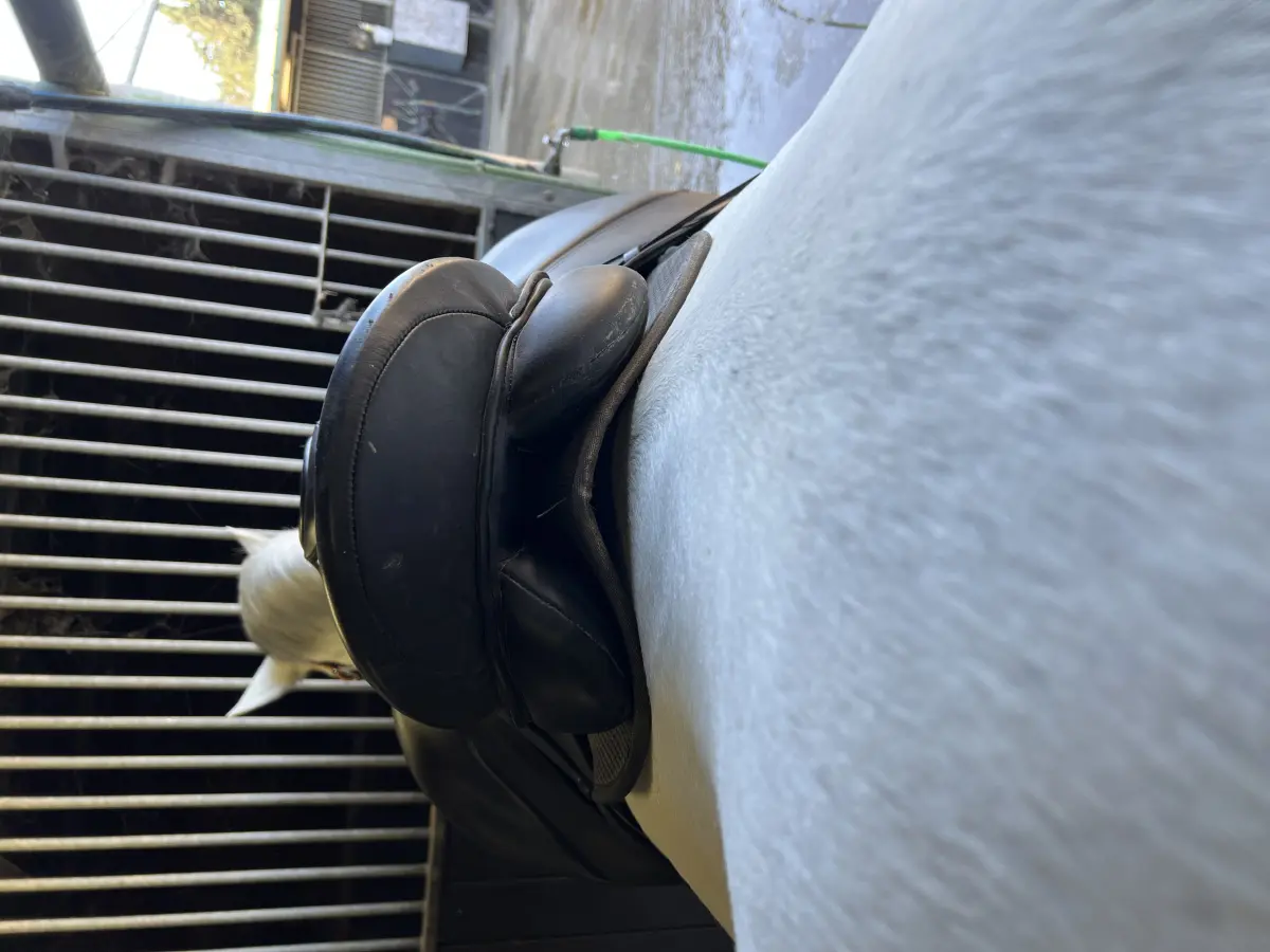 Se vende montura de doma clásica