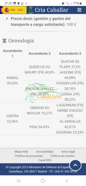 Yegua hispano Árabe 50%