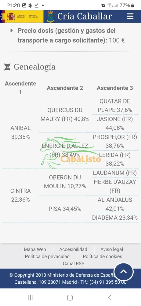 Yegua hispano Árabe 50%