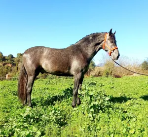 ESPECTACULAR PRE
