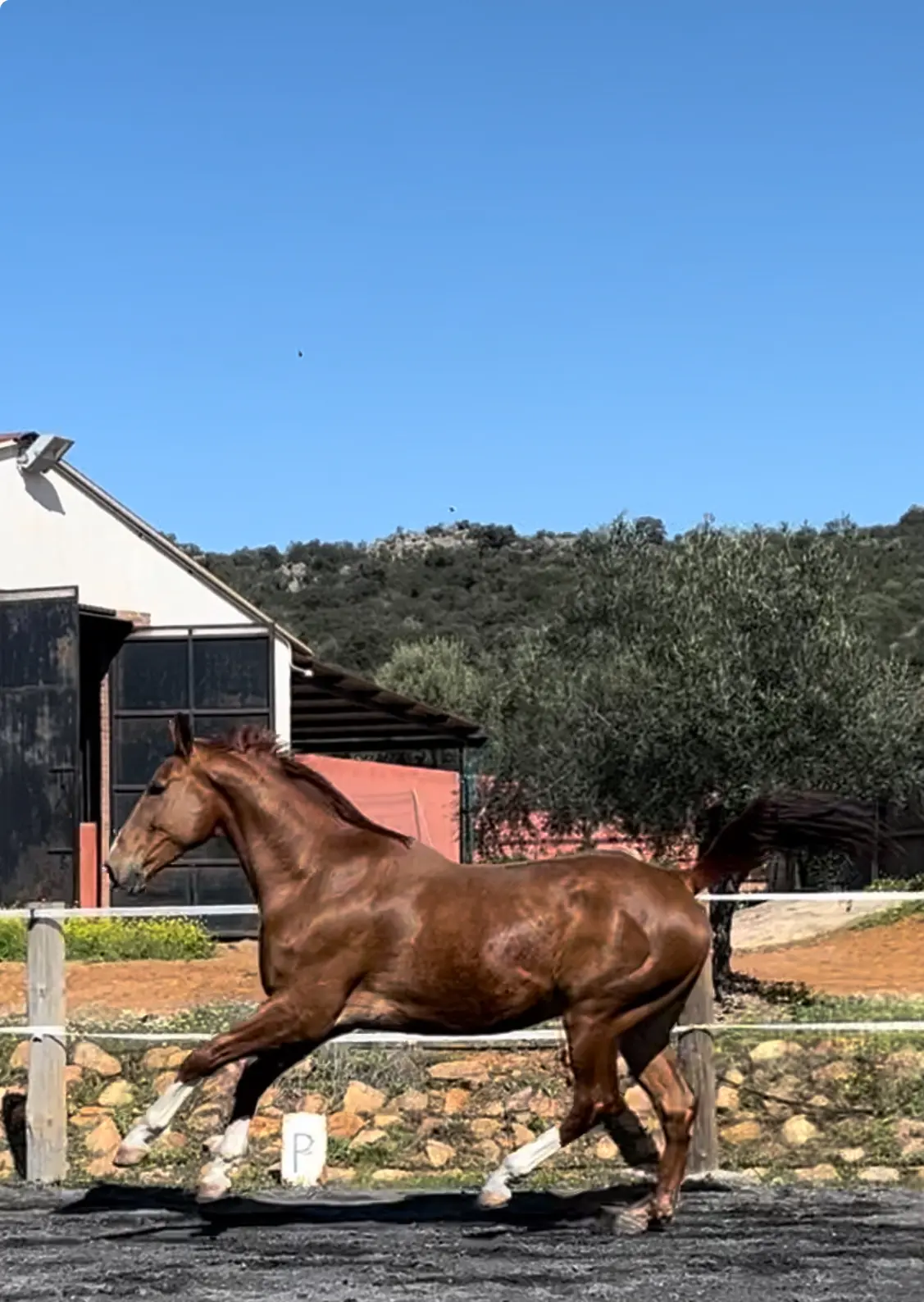 Se vende caballo alazan