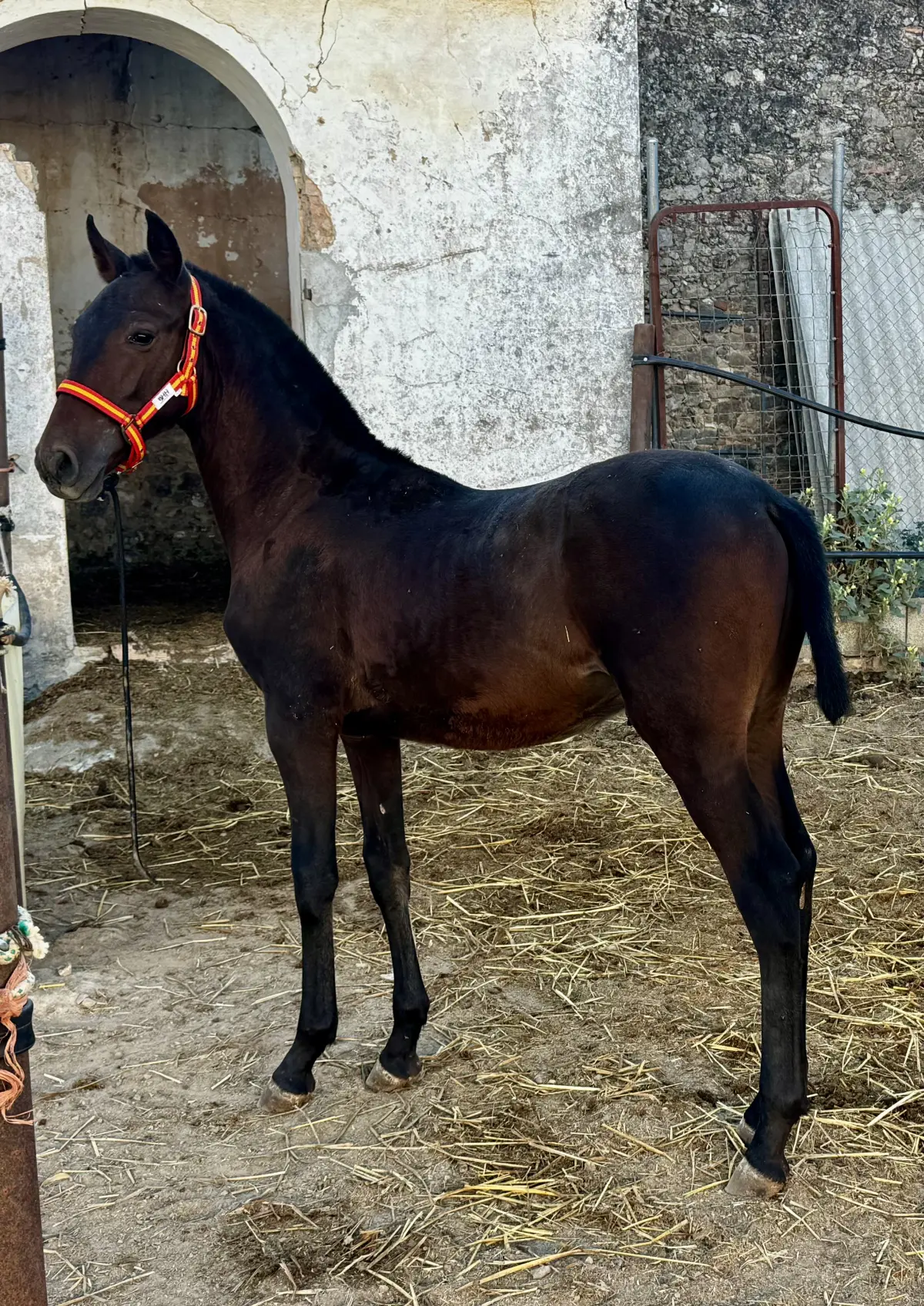 Se vende potro de 7 meses