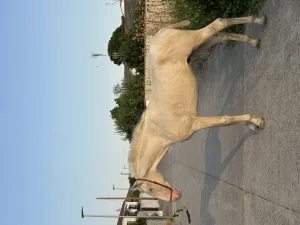 Se vende potro Palomino perla PRE de dos años y 4 meses