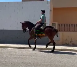 Caballo Anglo Luso del hierro de Raúl Martín Burgos