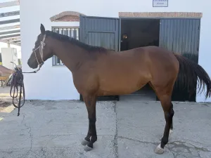 VENTA YEGUA ANGLO ÁRABE