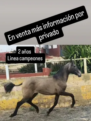 Potra PRE