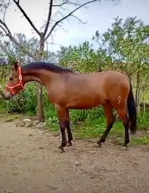 Potro