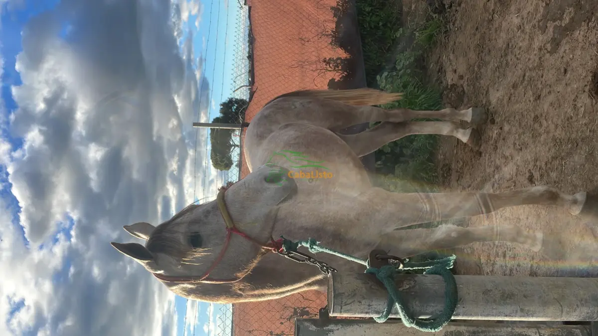 Hispano árabe al 75