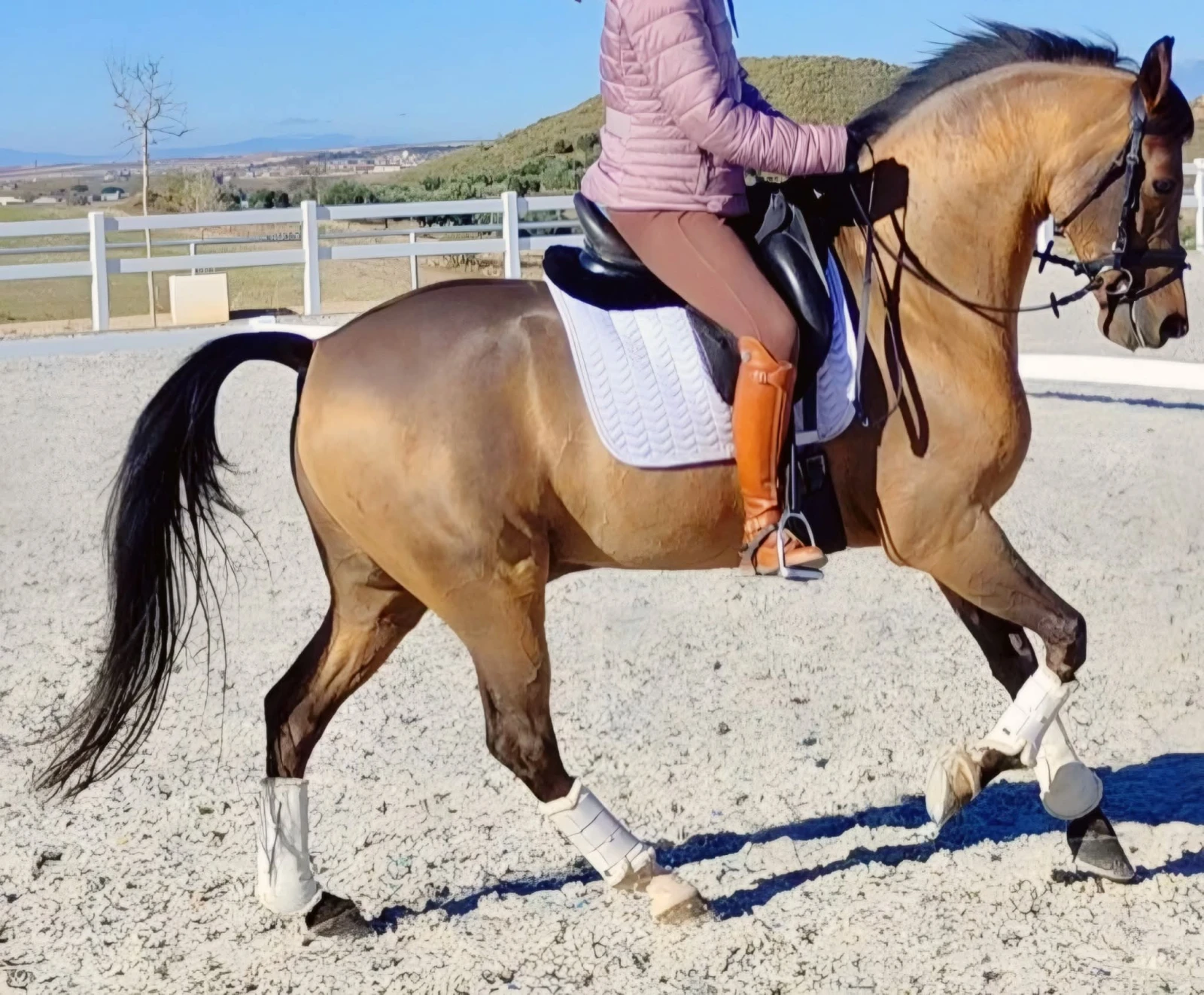 Caballo Hispano árabe de Capricho