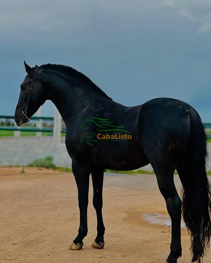 Busco trabajo Mozo de cuadra caballos