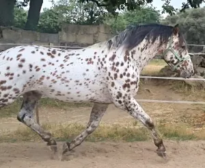 Semental appaloosa
