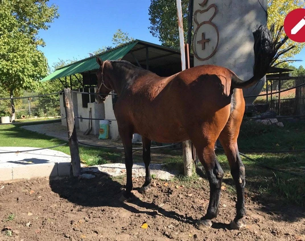 Ponemos a la venta yegua Pre 🇪🇦🇪🇦 con 1.78 17 años