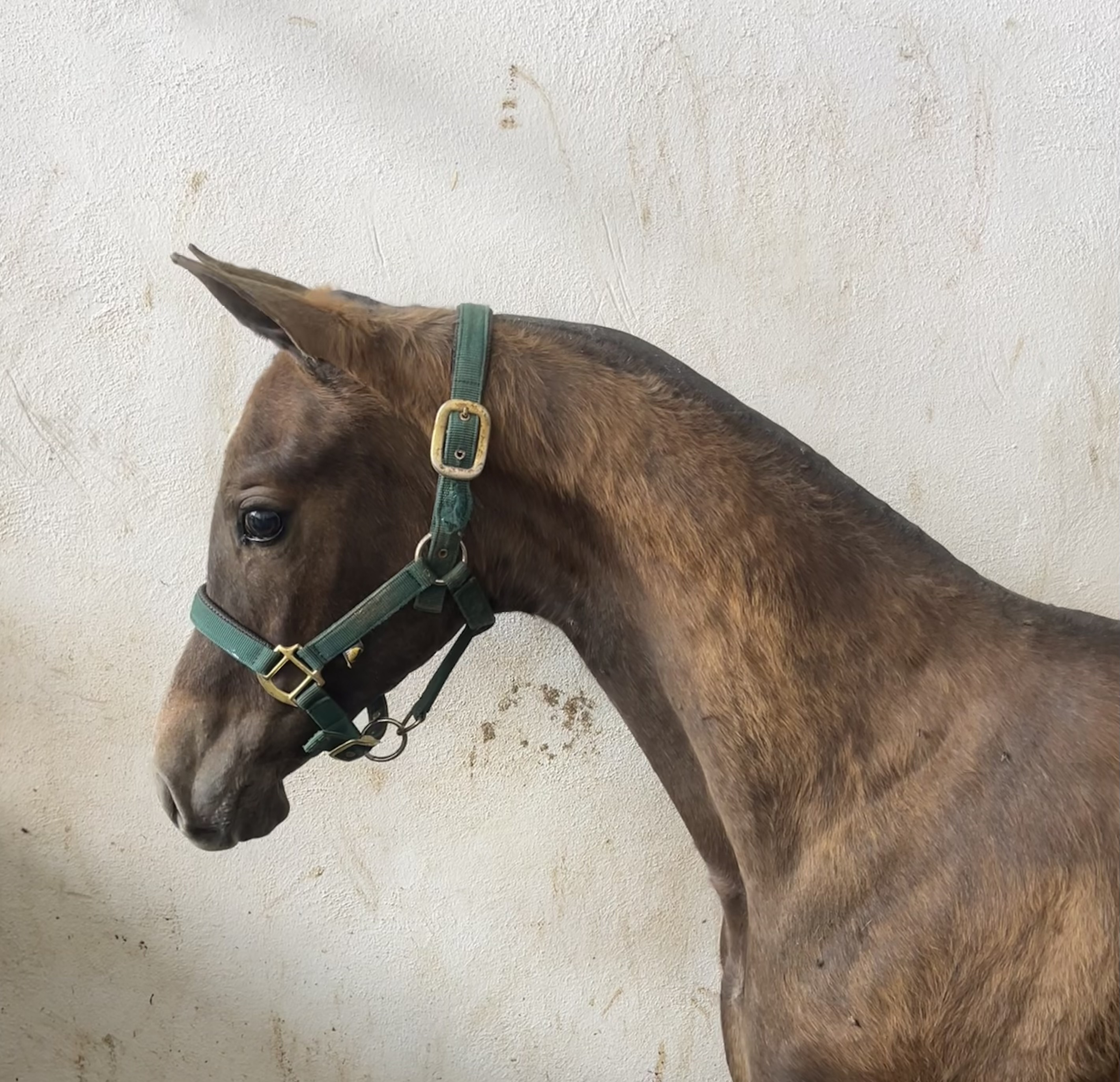 Potro hispano árabe